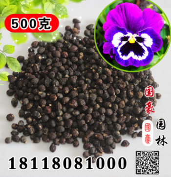 批發(fā)散裝鳶尾 蝴蝶蘭種子 室內(nèi)盆栽花卉綠植 蘭花盆栽