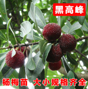 批發嫁接東魁楊梅樹苗 黑高峰楊梅 南方北方楊梅苗盆栽地栽 3年苗