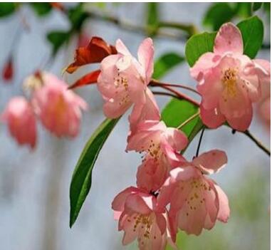 長期供應濕地綠化北美海棠 北美海棠