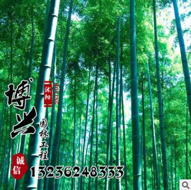 廠家大量低價(jià)批發(fā)毛竹紫竹苗 低價(jià)求購(gòu)優(yōu)質(zhì)庭院綠化工程苗木楠竹