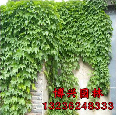 庭院美化五葉地錦苗直銷 攀援花卉 爬藤植物