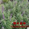 優(yōu)質(zhì)草花種子藍(lán)花鼠尾草批發(fā) 正品 包成活 量大優(yōu)惠