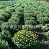 基地大量供應國慶菊菊花千頭菊
