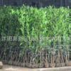 法國(guó)冬青小苗綠化工程樹(shù)苗珊瑚苗庭院籬笆苗法國(guó)冬青球北海道批發(fā)
