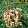 批發(fā)優(yōu)質(zhì)高產(chǎn)花生種子帶殼花生種矮生高抗病量大從優(yōu)