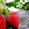正品供應草莓批發 高成活率草莓苗,綠色無污染. 量大價格優惠
