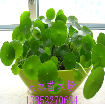 大量批發(fā)綠色水培植物 水生植物 銅錢草香菇草 盆栽 水體綠化