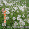 批發(fā)優(yōu)質(zhì)花草種子 蒲公英種子 庭院觀花植物 又名華花郎