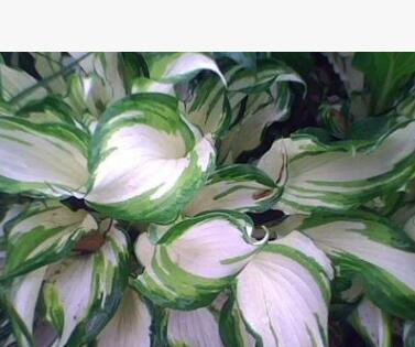 大量供應玉簪、金邊玉簪