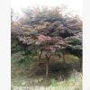 長沙跳馬紅楓樹 低價大量供應各種規格紅楓