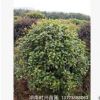 湖南長沙四季桂花樹苗直銷基地冠幅80-100-120-150月月桂球