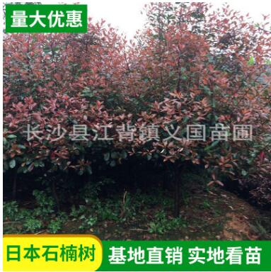 基地苗木批發(fā)紅葉石蘭 庭院綠化紅葉石楠樹 四季常青樹紅葉石楠