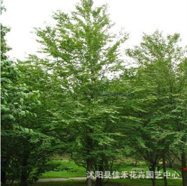 沭陽基地直銷連香樹 工程綠化苗木 連香樹小苗