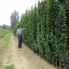 出售北海道黃楊樹苗批發價格 山東泰安優質北海道黃楊批發
