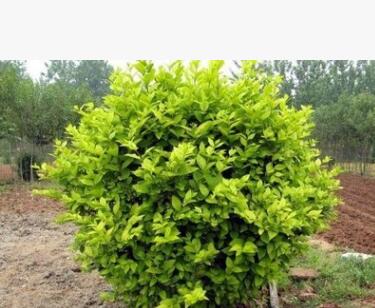 紅王子錦帶 紅王子錦帶小苗 紅王子錦帶球