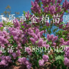 長期供應優質 紫丁香 大葉丁香 綠化工程苗及播種小苗 價格合理