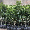 精品嫁接紅心柚子苗 庭院綠化四季常青三紅柚子果樹苗 當(dāng)年掛果