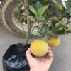 嫁接一年江南臍橙苗庭院盆栽植物果樹苗 橙子苗當(dāng)年結(jié)果橙子樹苗