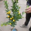 嫁接金桔 蜜餞金橘樹苗 大果脆皮金桔苗 盆栽柑橘苗 庭院綠化種植