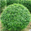 優質小葉女貞球批發 園林綠化灌木苗木 規格齊全 基地直供