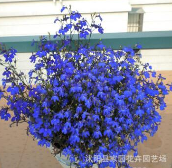 藍花亞麻 六倍利種子 垂吊半邊蓮 翠蝶花 盆栽花卉花草種子