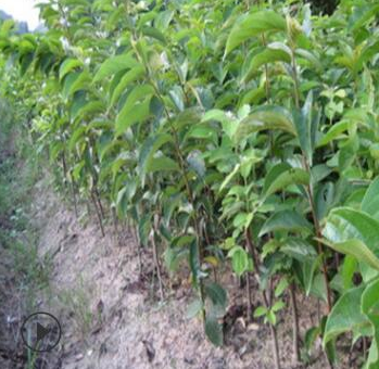 *10公分柿子樹 山東柿子樹基地 2公分4 6 8公分柿子苗