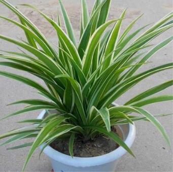 盆栽 凈化空氣 金邊吊蘭 青葉吊蘭 盆景 桌面盆栽