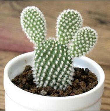 出售多肉植物 白毛掌 黃毛掌 室內擺設小綠植 盆栽