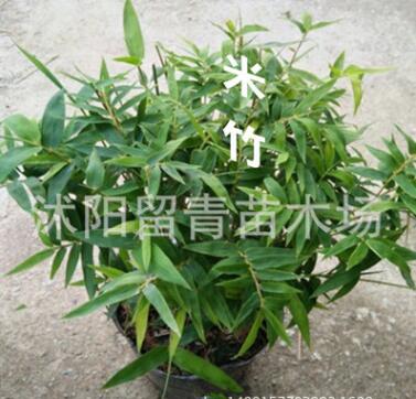 觀賞竹子苗 米竹 鳳尾竹 室內盆栽 竹子微型盆景四季常青植物