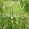 出售 草花種子 狗尾草草種子