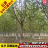 基地現挖法桐樹10cm法桐喬木樹苗大樹綠化苗木法桐樹管送可開票