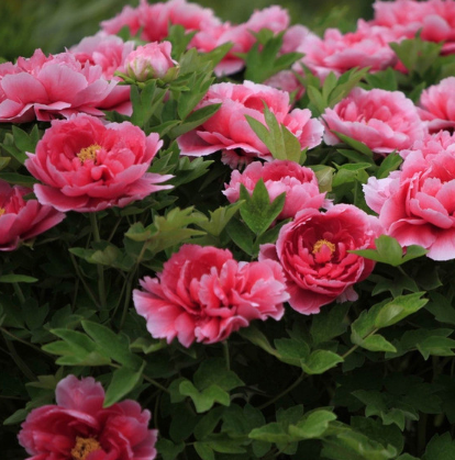 供應金利花卉牡丹