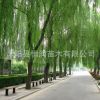 低價銷售垂柳 公園行道綠化苗木 垂柳樹苗 盆栽地栽 金絲垂柳