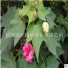 木芙蓉基地直銷 各種規格批發 綠化工程 西府海棠 紫荊