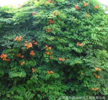 藤本植物花卉 攀緣植物 美國凌霄苗 凌霄樹苗