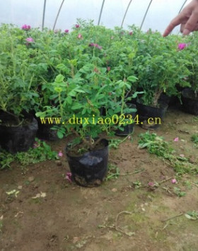 食用玫瑰｜藥用玫瑰苗 山東平陰一號(hào)食用玫瑰苗盆栽