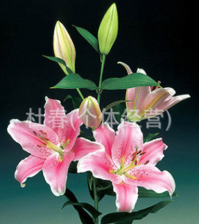 昆明鮮花批發　百合花批發，玫瑰花，康乃馨，菊花