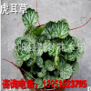 批發供應虎耳草 觀葉植物 綠化苗木批發
