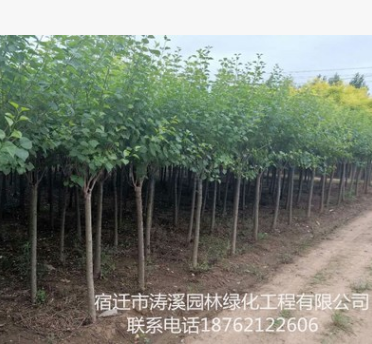 批發綠化苗木叢生丁香 嫁接獨桿丁香