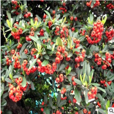 低價出售 火棘樹苗 量大從優(yōu) 質(zhì)量保證 歡迎咨詢