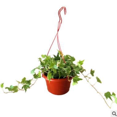 苗圃產(chǎn)地直銷(xiāo)花卉室內(nèi)盆栽植物常春藤 批發(fā)青葉常春藤