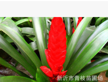 批發(fā)綠化苗木花卉室內(nèi)盆栽綠植熱銷供應(yīng) 鳳梨 鳳梨盆栽