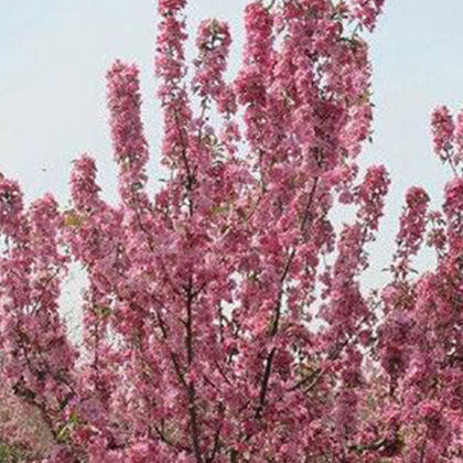 陶花仙苗木花卉 供應北美海棠