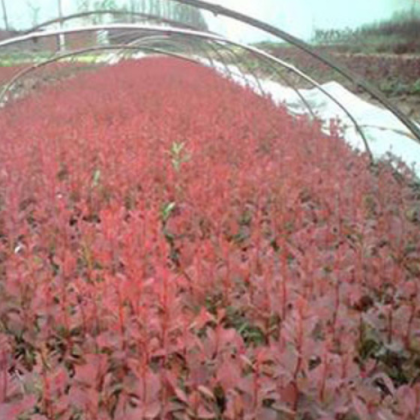 南陽金業(yè)苗木種植專業(yè)合作社出售苗木