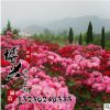 批發庭院綠植苗木 精品豐花月季 紅帽子月季盆栽地栽苗 量大從優