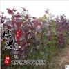 大量供應(yīng)各種規(guī)格小樹苗 優(yōu)質(zhì)紅葉楊工程苗木批發(fā) 質(zhì)量上乘價格優(yōu)