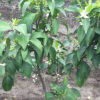 精品田里栽培東魁楊梅果樹苗 嫁接楊梅苗 庭院植物綠化東魁楊梅樹