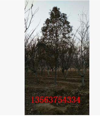 基地供應各種規格全枝全冠楓香樹苗 行道觀賞風景樹楓香