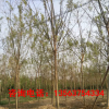 國槐樹 國槐小苗 實生小苗 基地現貨