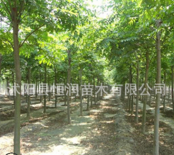 批發庭院爬藤植物小葉扶芳藤 大葉扶芳藤 苗木基地 可盆栽花卉